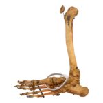 Real Human Right Partial Leg – Articulated
