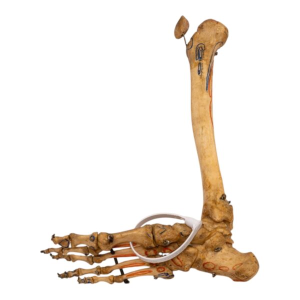 Real Human Right Partial Leg – Articulated