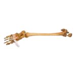 Real Human Right Partial Leg – Articulated
