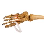 Real Human Right Partial Leg – Articulated