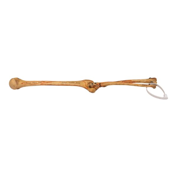 Real Human Right Arm – Painted and Articulated