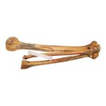 Real Human Right Arm – Painted and Articulated