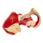 Real Human Ilium – Painted (Left)