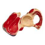 Real Human Ilium – Painted (Left)