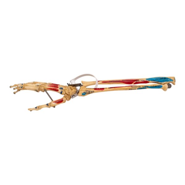 Real Human Right Hand with Radius and Ulna – Painted and Articulaed