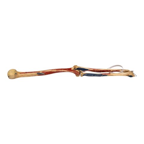 Real Human Partial Left Arm - Articulated