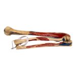 Real Human Partial Left Arm – Articulated