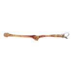 Real Human Partial Right Arm – Painted and Articulated