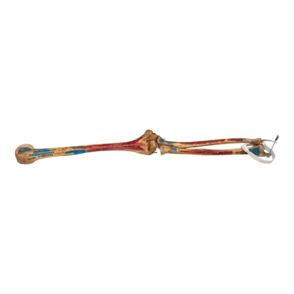 Real Human Partial Right Arm – Painted and Articulated