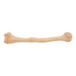 Real Human Humerus