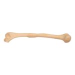 Real Human Humerus