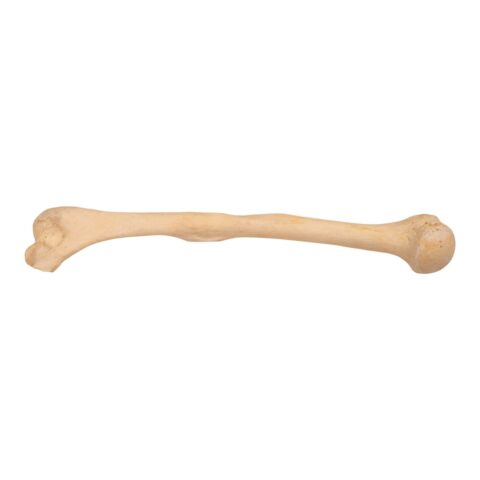 Real Human Humerus