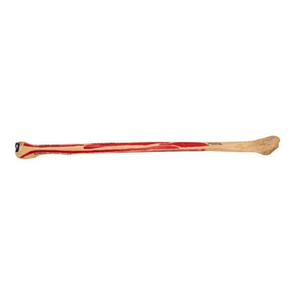 Real Human Fibula – Painted