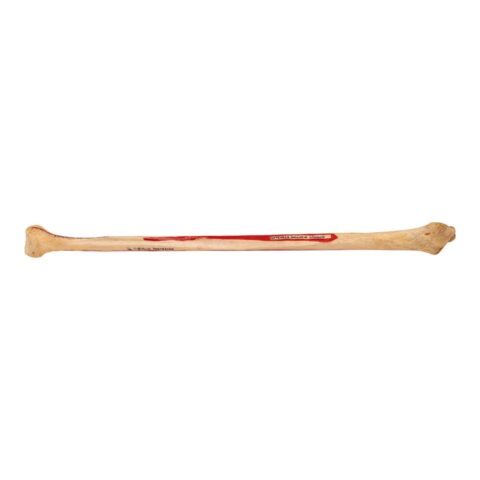 Real Human Fibula - Painted