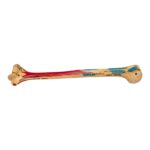 Real Human Humerus – Painted