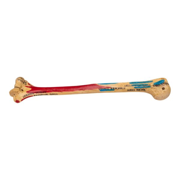 Real Human Humerus – Painted