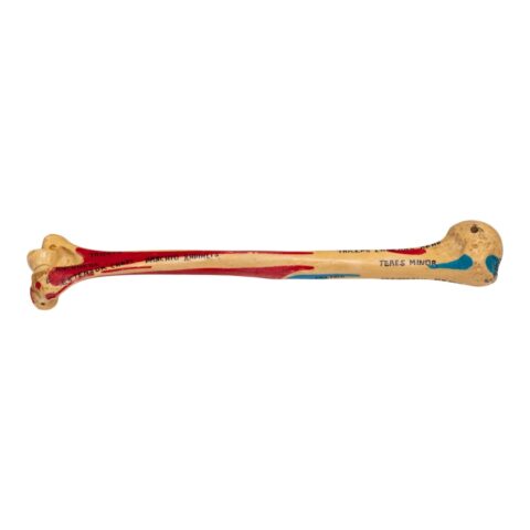 Real Human Humerus - Painted