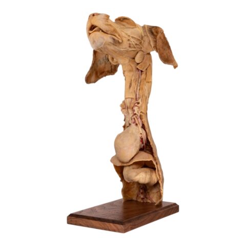 Real Plastinated Veterinary Domestic Dog Model on Stand