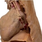 Real Plastinated Veterinary Domestic Dog Model on Stand