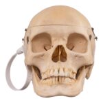 Real Human Composite Skeleton – Disarticulated