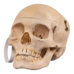 Real Human Composite Skeleton – Disarticulated