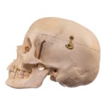 Real Human Composite Skeleton – Disarticulated