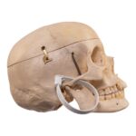 Real Human Composite Skeleton – Disarticulated