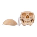 Real Human Composite Skeleton – Disarticulated