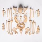 Real Human Composite Skeleton – Disarticulated