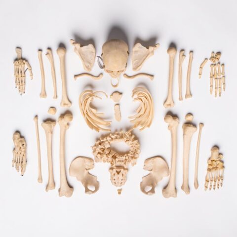 Real Human Composite Skeleton - Disarticulated