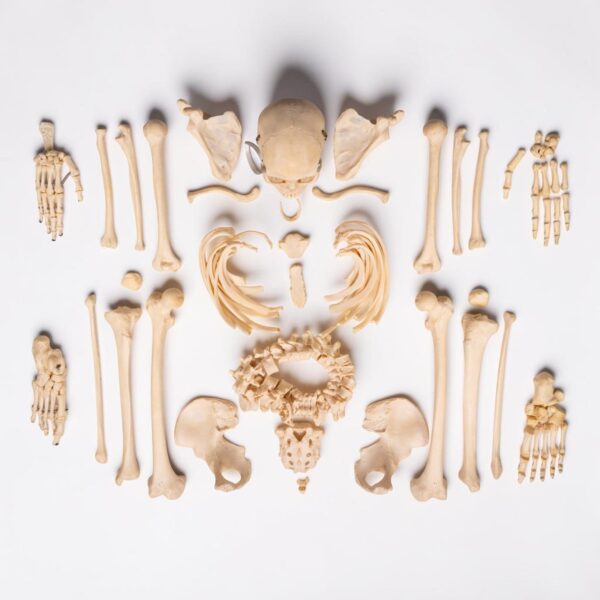 Real Human Composite Skeleton – Disarticulated
