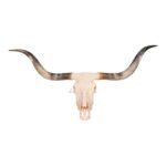 Real Longhorn Skull – 6000 g