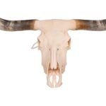 Real Longhorn Skull – 6000 g