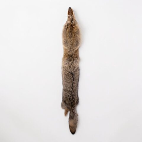 Real Coyote Pelt - 600 g
