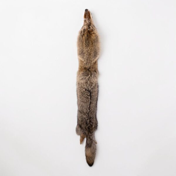 Real Coyote Pelt – 600 g