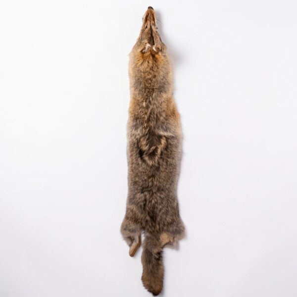 Real Coyote Pelt – 600 g