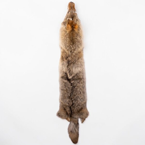 Real Coyote Pelt – 700 g