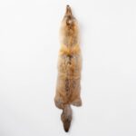 Real Coyote Pelt – 400 g