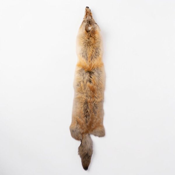 Real Coyote Pelt – 400 g