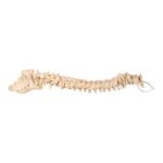 Real Human Spine and Sacrum