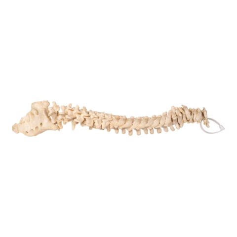 Real Human Spine and Sacrum