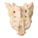 Real Human Spine and Sacrum