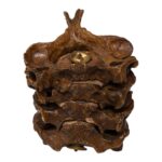 Real Human Vertebrae Set