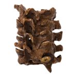 Real Human Vertebrae Set