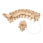 Real Human Thoracic Vertebrae Set