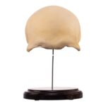 Real Human Frontal Bone on Stand