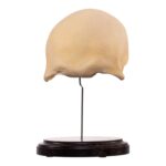 Real Human Frontal Bone on Stand