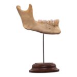 Real Human Partial Mandible
