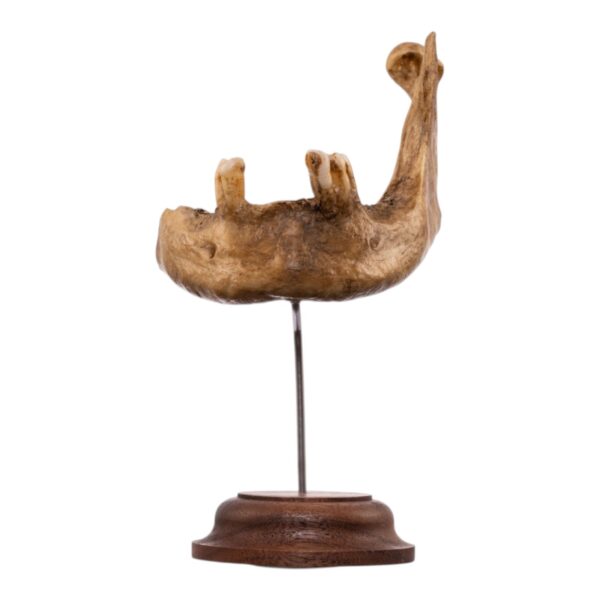 Real Human Partial Mandible – Antique