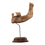 Real Human Partial Mandible – Antique